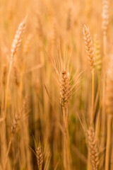 Wheat field . Golden spikelets of wheat closeup. Harvest concept.