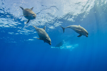 Obraz premium dolphins underwater