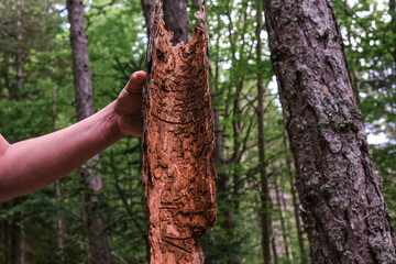 Inside of a large piece of beech tree bark in the forest in natural light