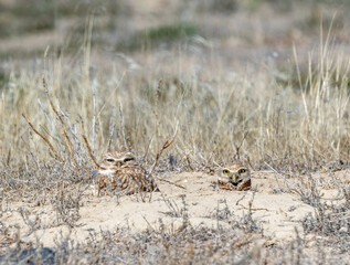 Burrowing Owls 3