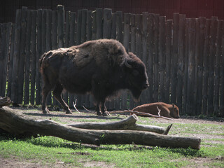 Bison near the large fence of the reserve. Wild animal is a symbol of strength and stability in the wild. Stock photo background © subjob