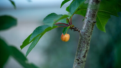 
Ripe cherry on the tree, close up
