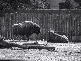 Bison near the large fence of the reserve. Wild animal is a symbol of strength and stability in the wild. Stock photo background © subjob