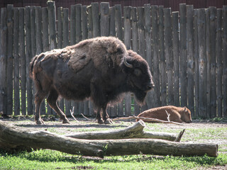 Bison near the large fence of the reserve. Wild animal is a symbol of strength and stability in the wild. Stock photo background © subjob