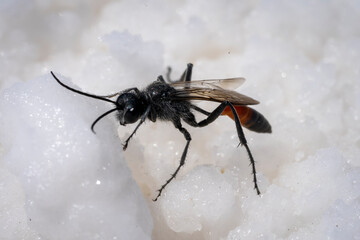 Flying ant up extremely close on a salt block