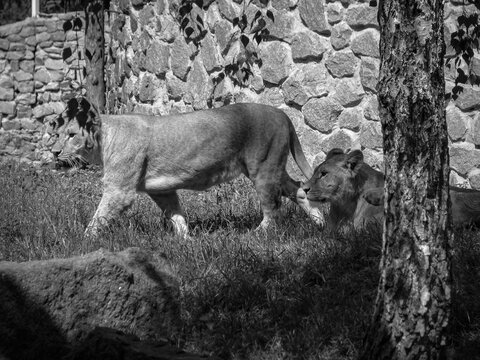Wild animal in nature. Lioness looking for food for her pride. Stock image for design.