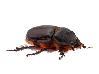 European rhinoceros beetle isolated on white background, Oryctes nasicornis