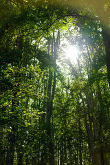 Sun shining through green leaves on a tall hig Platanus trees deep green forest