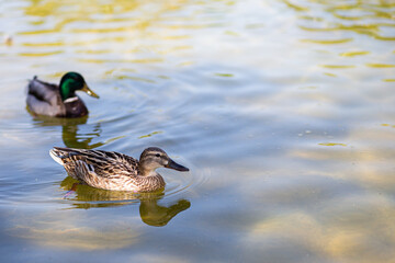 Couple of ducks, male and female, swimming on a quiet water pond