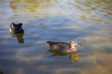 Brown female duck swimming on a water pond