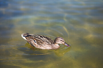 Brown female duck swimming on a water pond