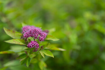 jeden fioletowy kwiat