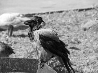 Raven sits on a box and branches. Dark gloomy photo with a bird. Stock photo background.