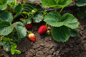 Organic strawberry plants on the land with green leaves