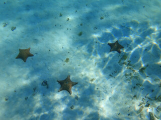 Fototapeta premium ESTRELLA DE MAR EN MAR CARIBE