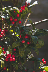 holly berries
