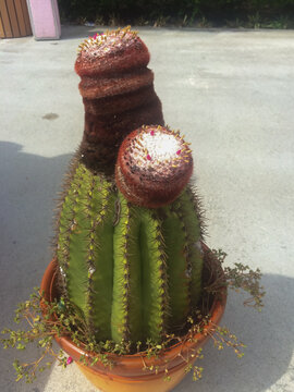 Turk's Cap Cactus (Melocactus intortus)