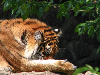 Beautiful predator in nature. The tiger is ambushed in search of a prey. Livestock in the wild in...