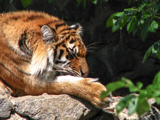 Beautiful predator in nature. The tiger is ambushed in search of a prey. Livestock in the wild in close proximity to civilization.