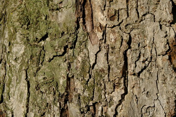 Tree bark