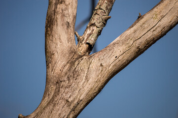 Trunk of a dead tree isolated against blue sky