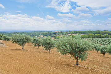 Fototapeta na wymiar The traditional plantation of olive trees. Provence, France 