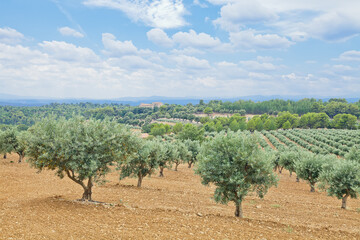 Fototapeta na wymiar The traditional plantation of olive trees. Provence, France 