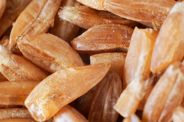 Uncooked raw brown spelt wheat. Food background. Healthy lifestyle concept. Closeup macro shot. Ingredient for cooking. Horizontal.