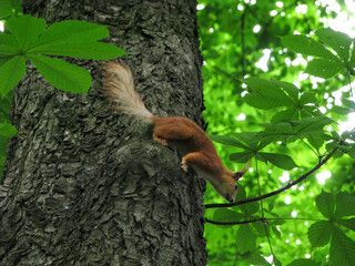 Squirrel in the park near alek and trees. Stock photo background for design.