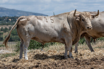 Un toro blanco con músculos grandes