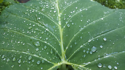 Dew on the green Yam Leaf.Water droplet on leaf at morning.Forest photography.