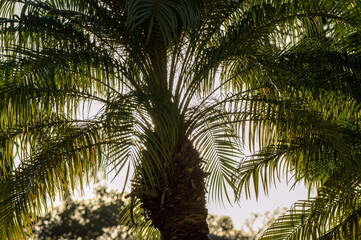 Fototapeta na wymiar Palm tree trunk surrounded by its fronds
