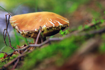 A wild mushroom growing on the branch of a tree