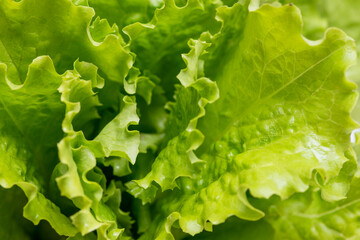 Close-up macro view of fresh green Lettuce leaves. Lettuce salad leaves foliage green background