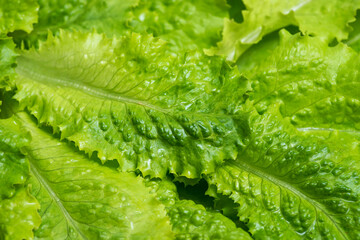 Close-up macro view of fresh green Lettuce leaves. Lettuce salad leaves foliage green background