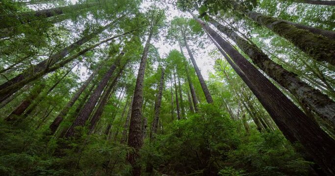 Tilt down time lapse shot of tall redwood trees in green jungle - Oregon, Oregon
