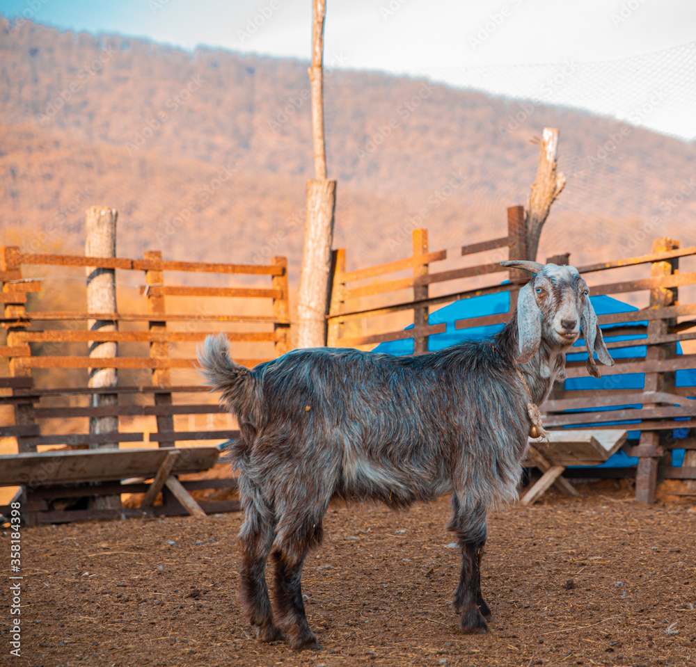 Wall mural a grey domestic donkey in the farmland