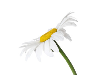Beautiful fragrant chamomile flower isolated on white