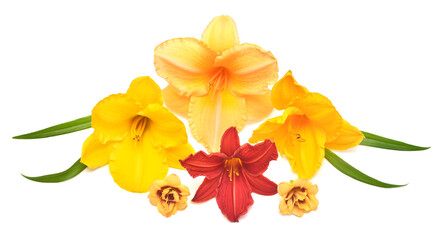 Collection of red, orange and yellow hemerocallis isolated on a white background
