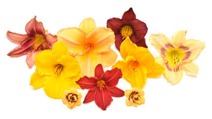 Obraz na płótnie Canvas Collection of red, orange and yellow hemerocallis isolated on a white background