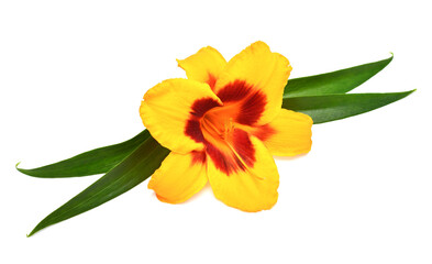 Yellow hemerocallis day-lily with twig isolated on a white background