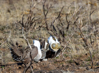 Greater Sage Grouse 3
