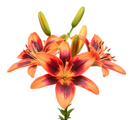 Bouquet of lily tiger color with a bud isolated on white background