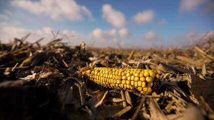 Dried corn in an open field