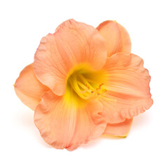 Obraz na płótnie Canvas Yellow-pink flower hemerocallis daylily isolated on a white background