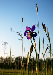 Purple Iris flower grows among the grass in a field at sunset