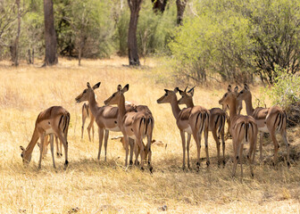 Naklejka na ściany i meble herd of impala grazing and on alert