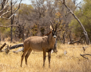 Naklejka na ściany i meble Roan antelope standing in the dried grass