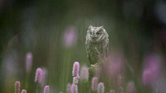 Eurasian scops owl (Otus scops) resting on a tree trunk in a meadow full of flowers.