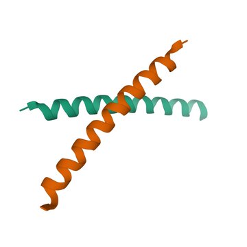 Crystal structure of human parathyroid hormone homodimer, 3D cartoon model isolated, white background